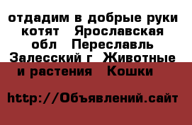 отдадим в добрые руки котят - Ярославская обл., Переславль-Залесский г. Животные и растения » Кошки   